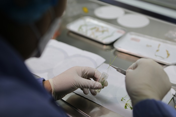 Biji Benih Mengembara ke Angkasa Lepas