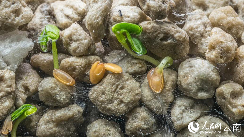 Benih dari Altitud 6,212m Bercambah