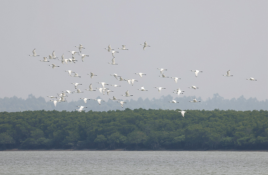 Bilangan Burung Hijrah Terancam Catat Rekod di Hainan