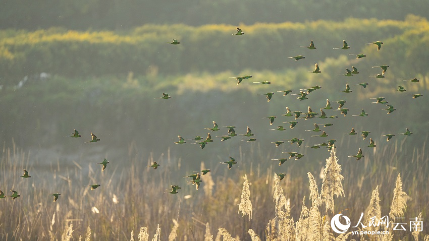 Kawanan Burung Bayan Terbang Bawah Matahari Terbenam