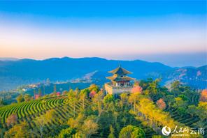 Bunga Ceri Semakin Mekar di Yunnan Menjelang Musim Bunga