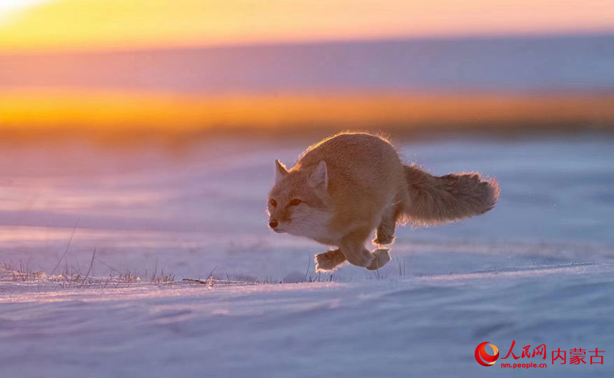 Rubah Corsac Main Salji di Hulun Buir