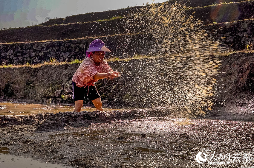 Tiba Musim Semai Padi di Sawah Teres Yunnan