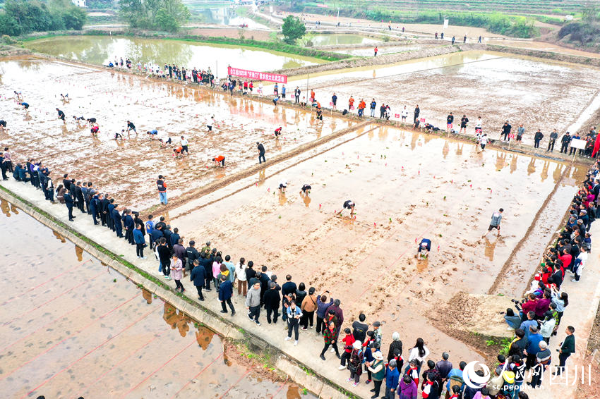 Lumba Bajak Meriahkan Pesta Tani di Sichuan