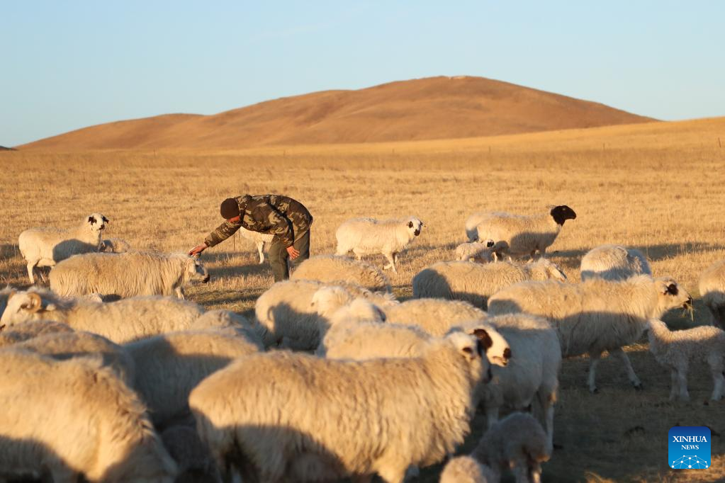 Musim Paling Sibuk bagi Gembala di Mongolia Dalam