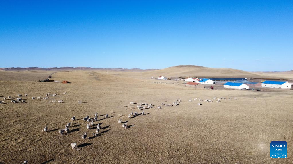 Musim Paling Sibuk bagi Gembala di Mongolia Dalam