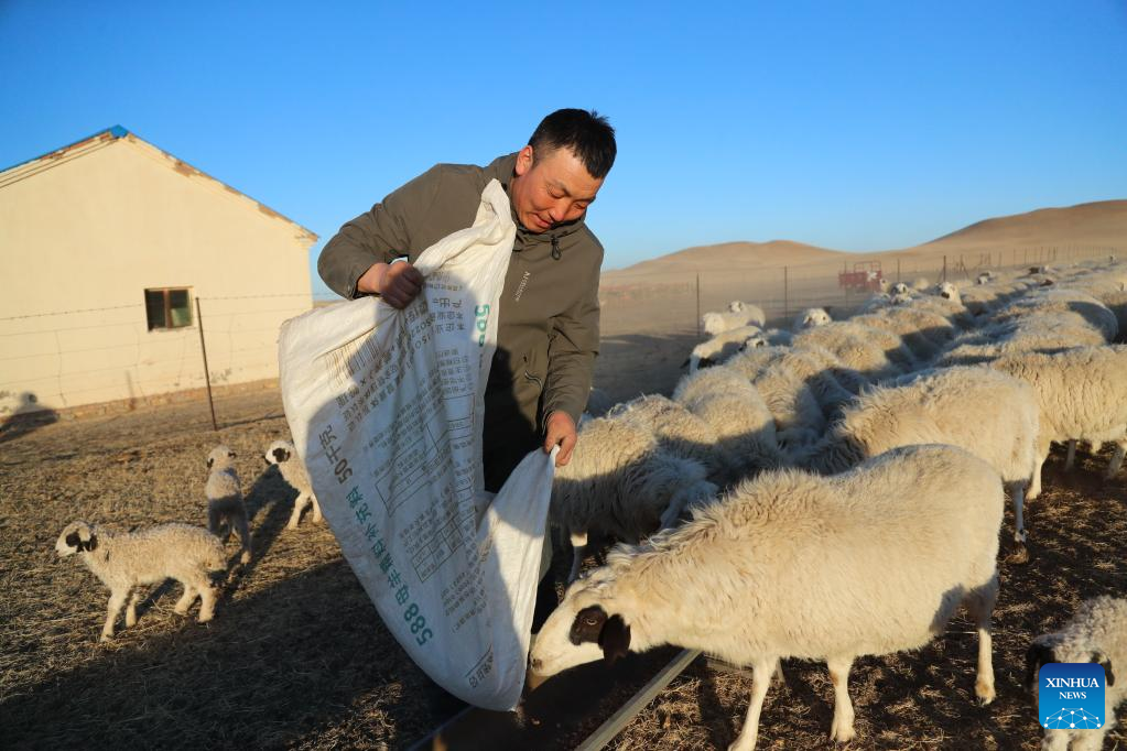 Musim Paling Sibuk bagi Gembala di Mongolia Dalam