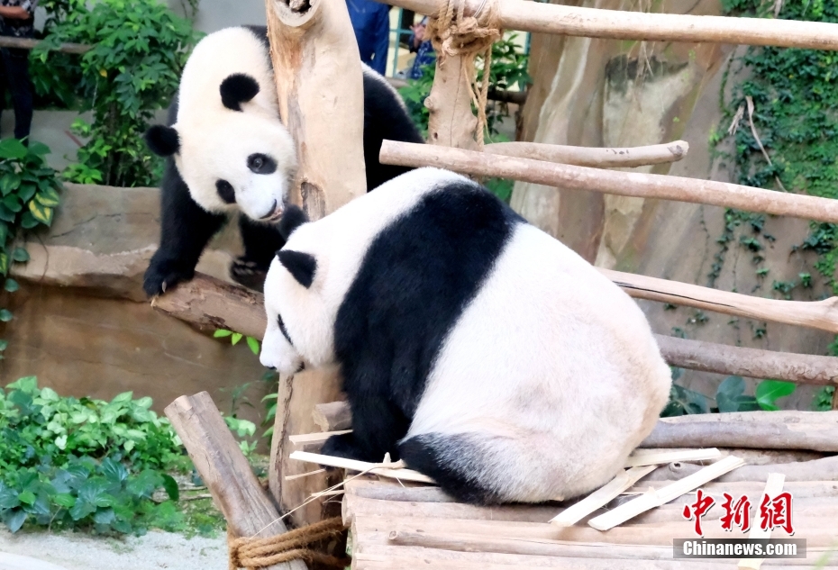 Panda Sheng Yi di Malaysia akan Rai Hari Lahir Kedua