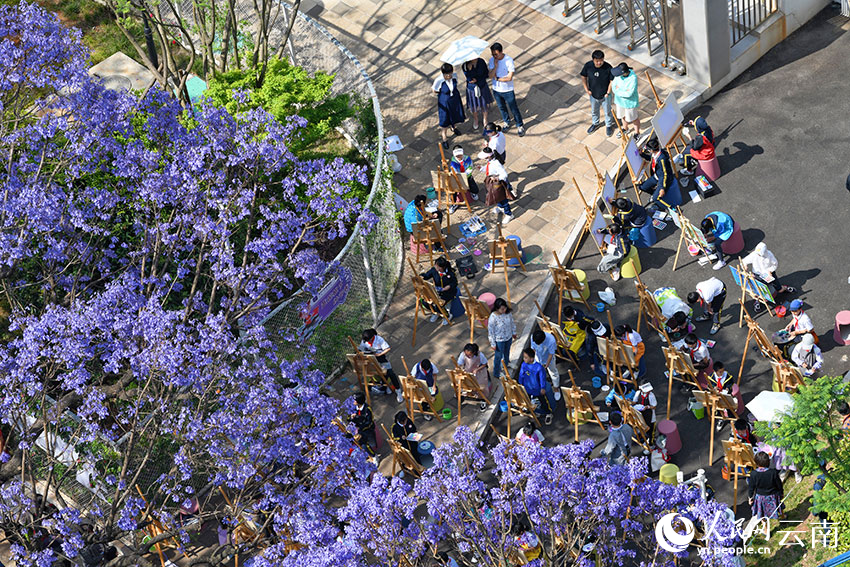 Bunga Jacaranda Warnai Jalanan Kumming