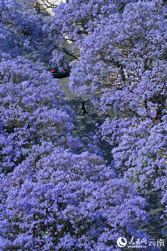 Bunga Jacaranda Warnai Jalanan Kumming