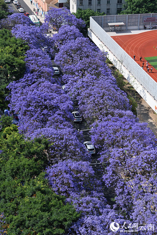 Bunga Jacaranda Warnai Jalanan Kumming