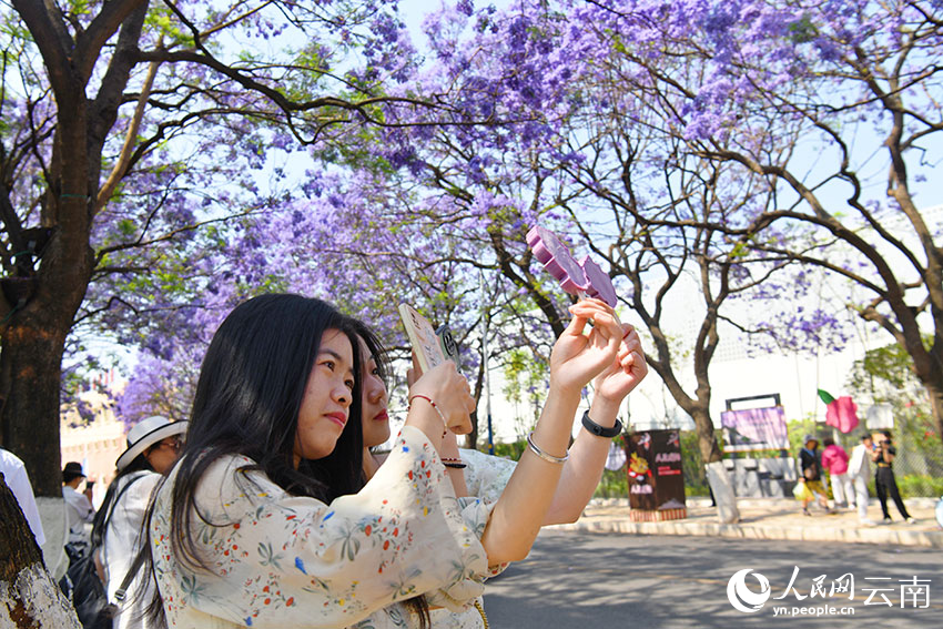 Bunga Jacaranda Warnai Jalanan Kumming