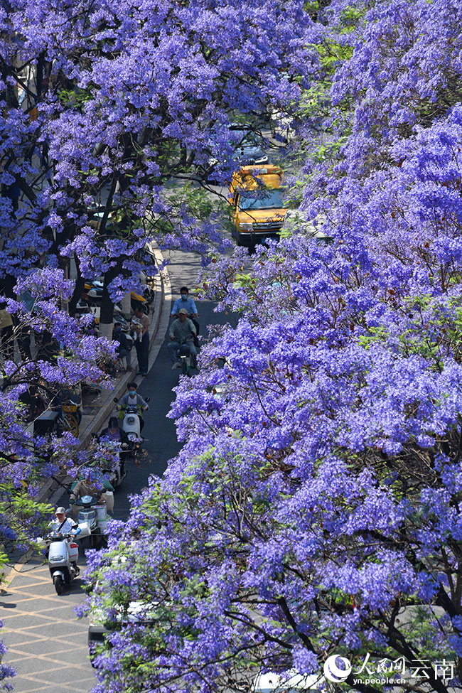 Bunga Jacaranda Warnai Jalanan Kumming