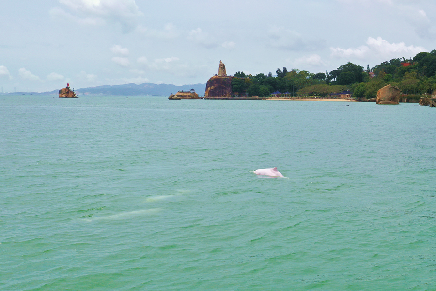 Dolfin Bongkok Bernie melompat keluar dari air. (Foto ihsan Radio dan Televisyen Xiamen)