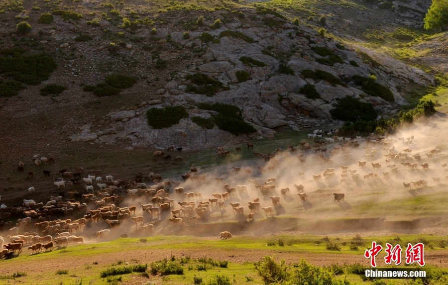Musim Berpindah Bermula bagi Gembala Xinjiang