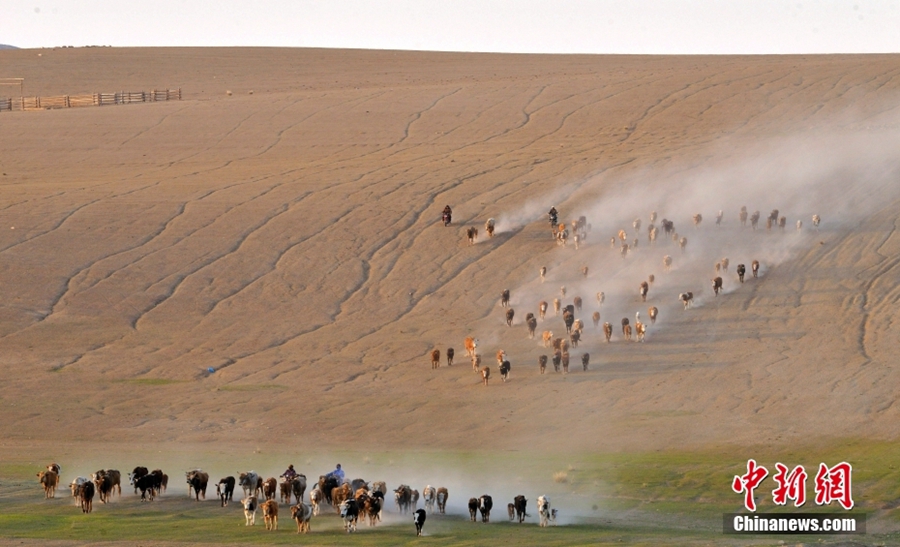 Musim Berpindah Bermula bagi Gembala Xinjiang