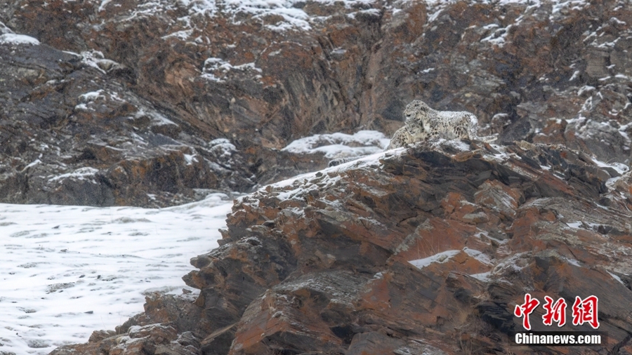 Keluarga Harimau Salji Berjalan dalam Salji