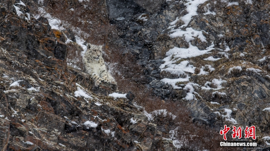 Keluarga Harimau Salji Berjalan dalam Salji