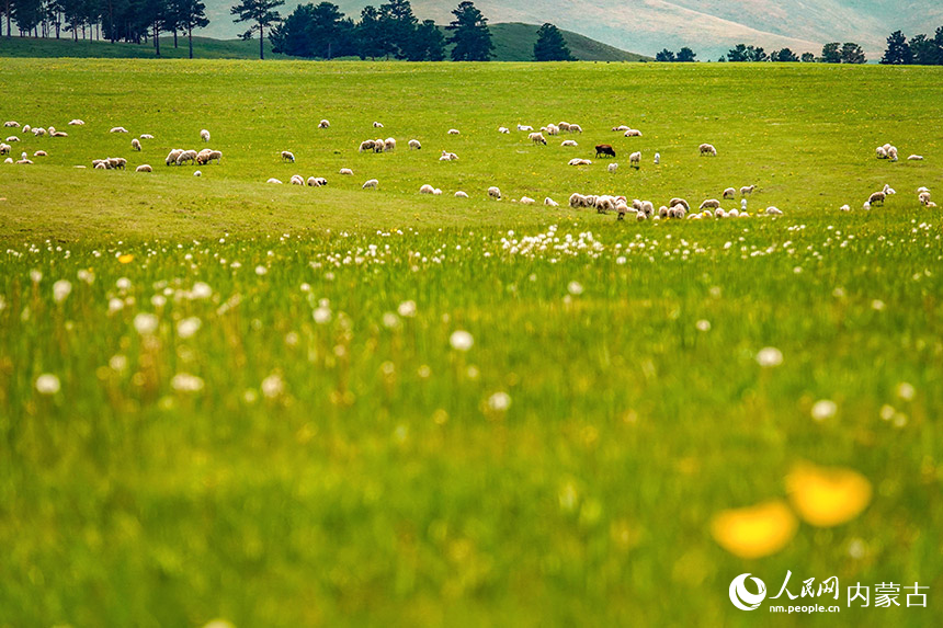 Panorama Musim Panas Padang Rumput Hulunbuir