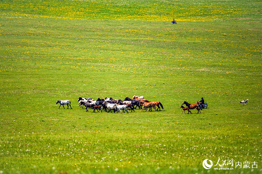 Panorama Musim Panas Padang Rumput Hulunbuir