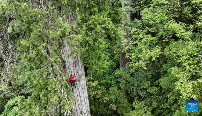 Sipres Gergasi Ditemui di Barat Daya China, Rekod Baharu Asia
