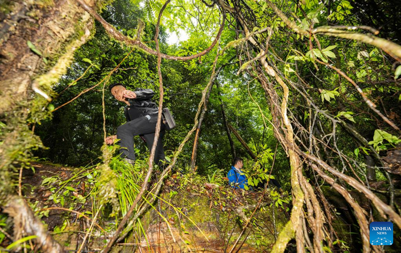 Sipres Gergasi Ditemui di Barat Daya China, Rekod Baharu Asia