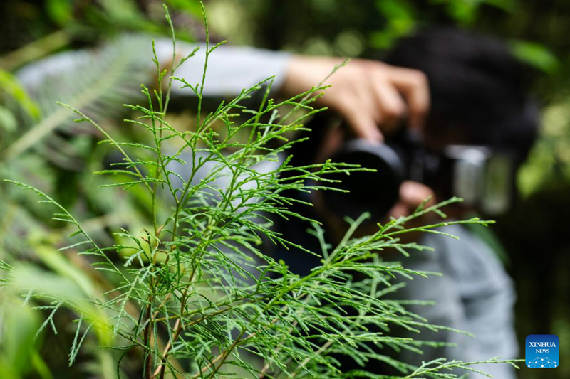 Sipres Gergasi Ditemui di Barat Daya China, Rekod Baharu Asia