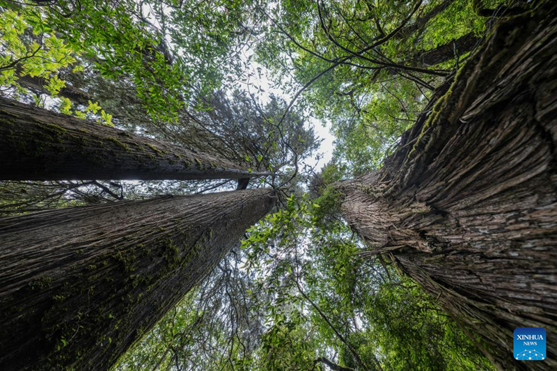 Sipres Gergasi Ditemui di Barat Daya China, Rekod Baharu Asia
