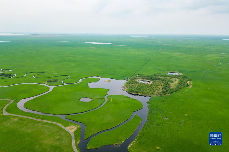 Tanah Lembap Terlindung Baik, Gamit Kehadiran Burung Jenjang