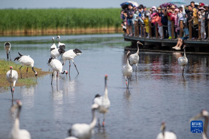 Tanah Lembap Terlindung Baik, Gamit Kehadiran Burung Jenjang
