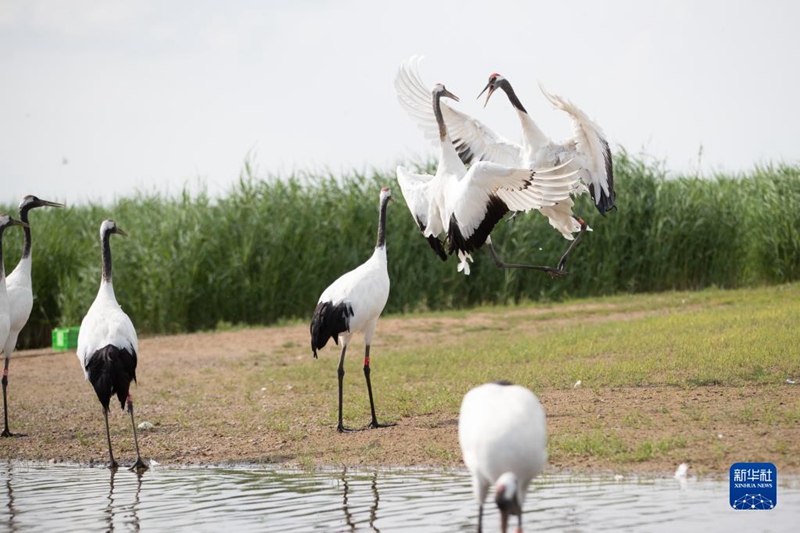Tanah Lembap Terlindung Baik, Gamit Kehadiran Burung Jenjang