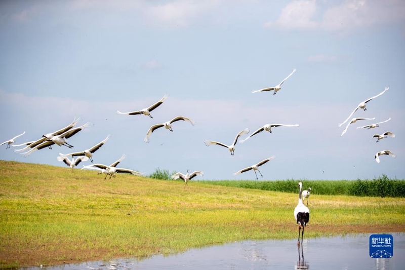 Tanah Lembap Terlindung Baik, Gamit Kehadiran Burung Jenjang