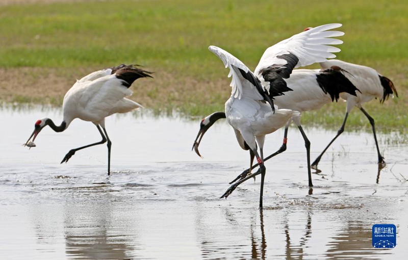 Tanah Lembap Terlindung Baik, Gamit Kehadiran Burung Jenjang
