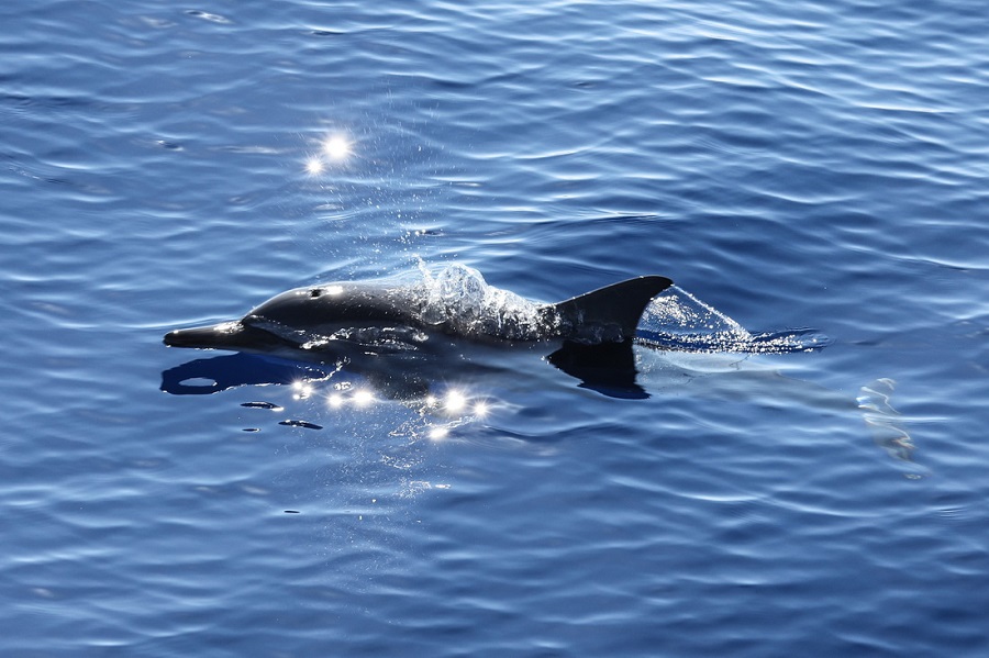 15 Spesies Ikan Paus Dilihat di Laut China Selatan