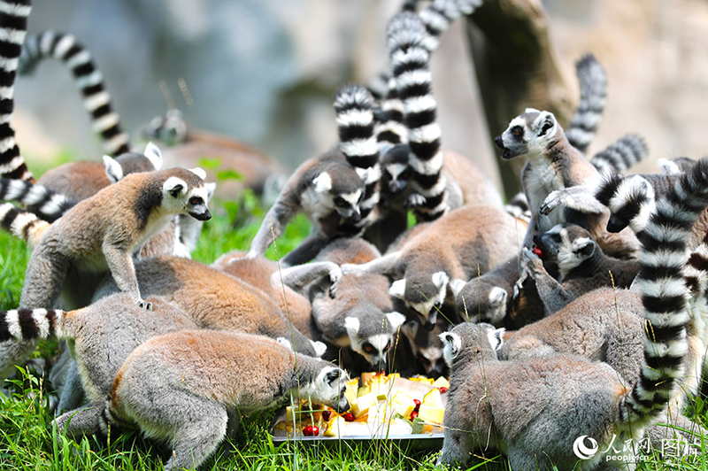 Haiwan Berdamai dengan Musim Panas di Qingdao