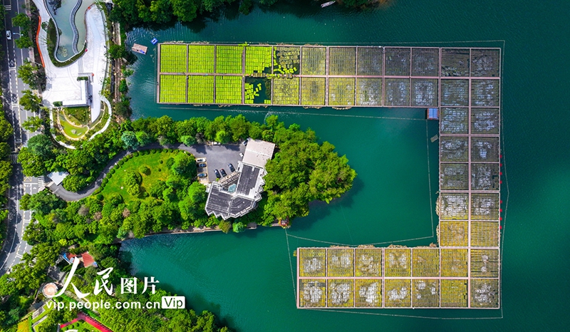 Staf Pulau Terapung Ekologi Sibuk Bercucuk Tanam