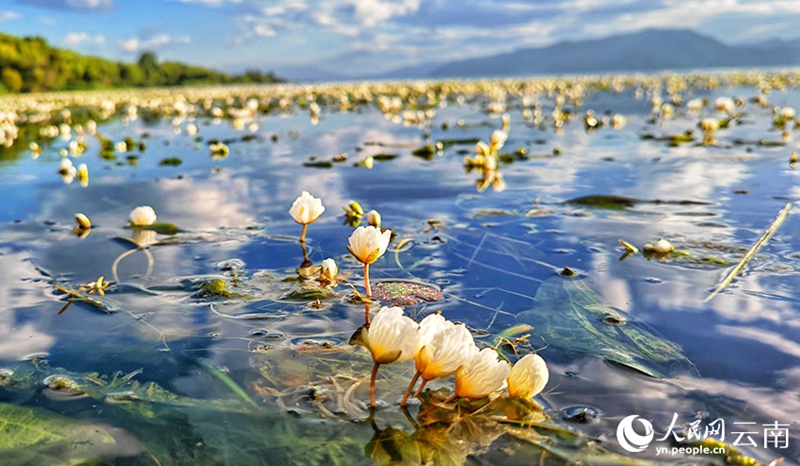 Ottelia Acuminate Mekar bagai Bintang Gugur ke Tasik