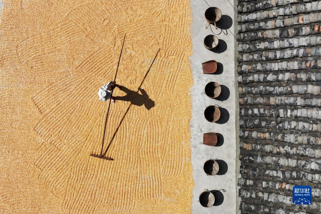 Petani di China Sibuk Jemur Bijirin pada Hari Chushu