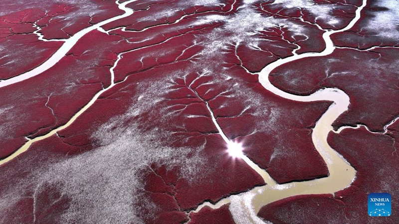 Pantai Merah Honghaitan Tarik Pelancong dengan Landskap Unik