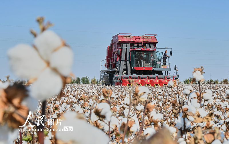 Hutubi, Xinjiang: Sibuk Tuai Kapas