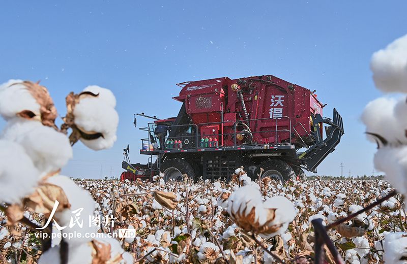 Hutubi, Xinjiang: Sibuk Tuai Kapas