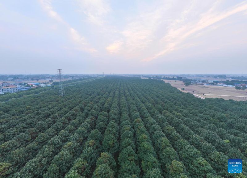 Paulownia Mekar di Lankao, Jadi Alat muzik