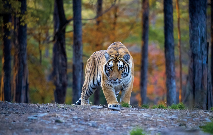 Jurugambar Seru Perlindungan Alam melalui Foto