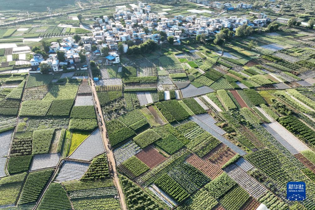 Yunnan Sibuk Bekal Sayur ke Utara China yang Dilanda Kesejukan