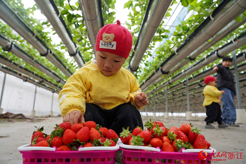 Kebun Strawberi Tergantung Jadi Tarikan