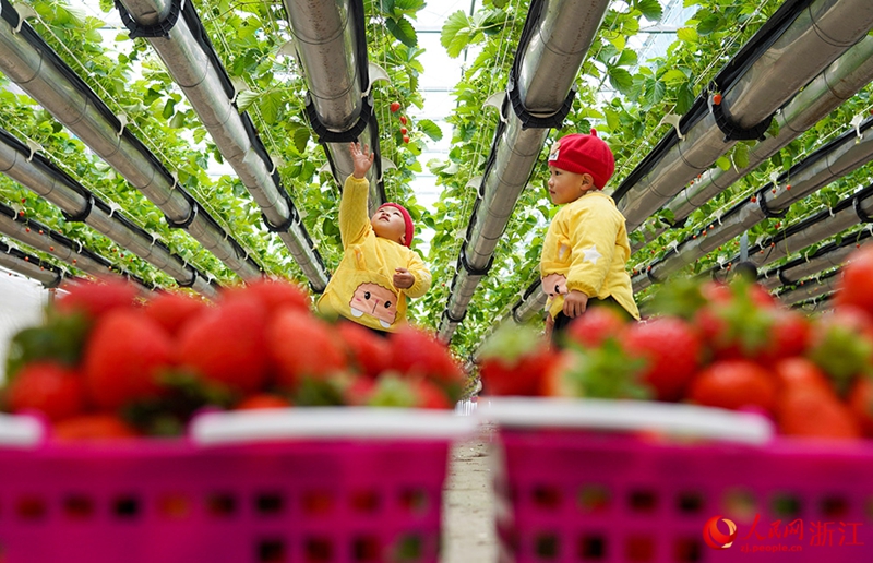 Kebun Strawberi Tergantung Jadi Tarikan