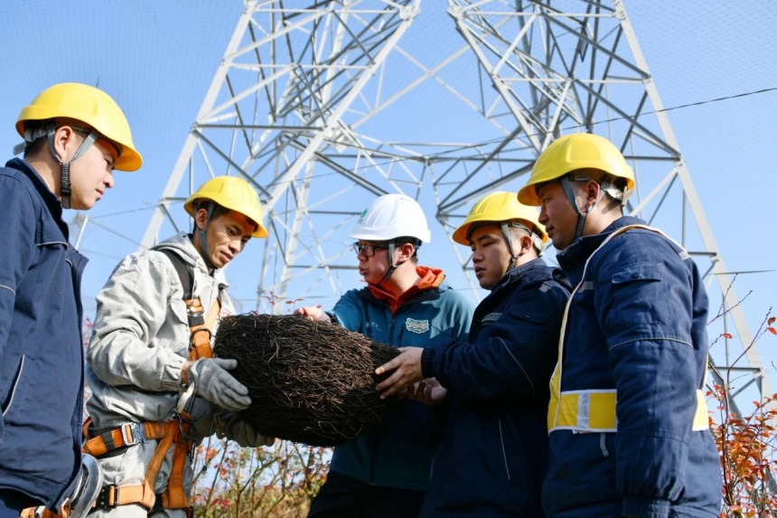 Rumah Burung di Menara Elektrik Chongqing