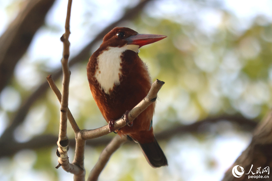 Burung Raja Udang Berleher Putih Dilihat di Xiamen