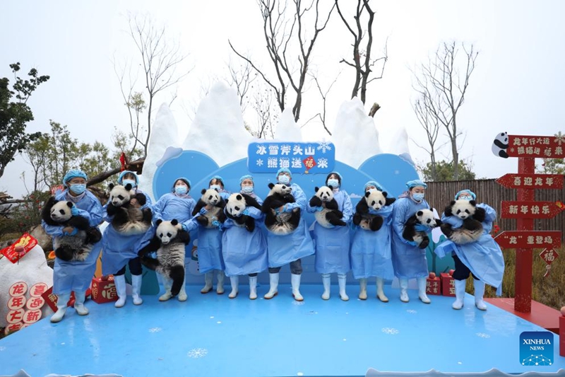 Anak Panda Tampil Berkumpulan di Sichuan