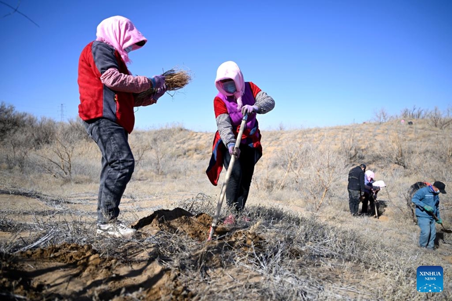 Berjuang Lawan Penggurunan di Ningxia